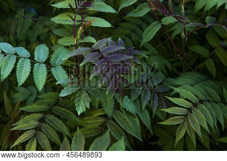 Beautiful Leaves Of The Sorbaria Sorbifolia Against Background. Green Leaves Of The Wild Ash In Summ