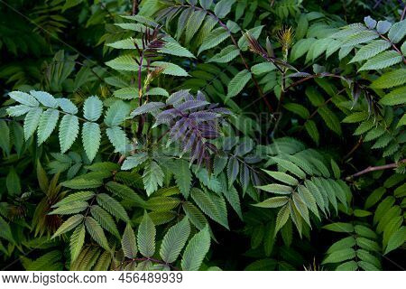 Beautiful Leaves Of The Sorbaria Sorbifolia Against Background. Green Leaves Of The Wild Ash In Summ