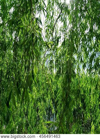 Willow Branches. Through The Branches Of The Willow You Can See The Sky And Water. Jungle. Green Thi