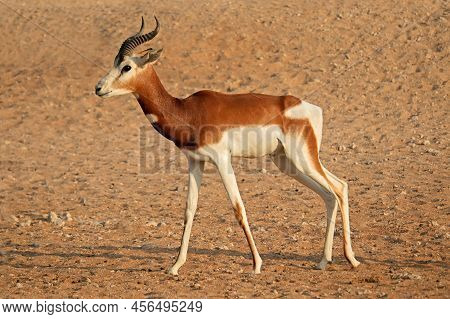 Male Critically Endangered Dama Gazelle (nanger Dama), Northern Africa