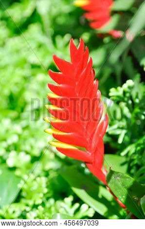Tillandsia Ionantha Planch ,  Bromeliaceae Or Tillandsia Flower