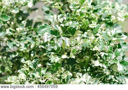 Polyscias Sp, Ming Aralia Or Araliaceae Plant