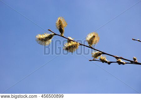 There Is A Blue Sky And A Twing With Willow Catkin.
