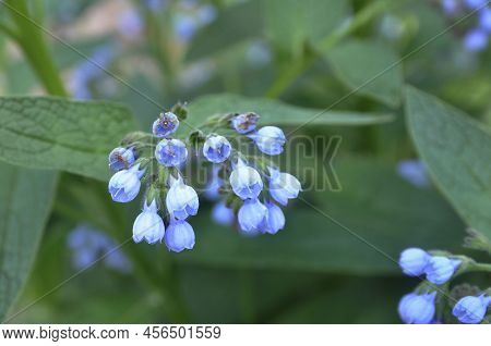 Beautiful Blue Flowers Of Symphytum Caucasicum, Also Known As Comfrey, Blooming In A Spring Park.