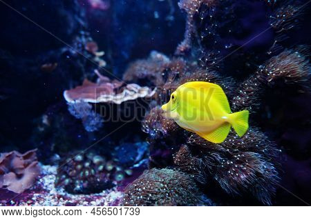 Yellow Tang Is A Saltwater Fish Species Of The Family Acanthuridae At Aquarium.