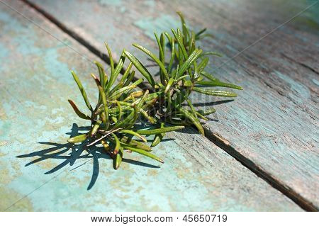 Fresh Rosmary On The Old Table