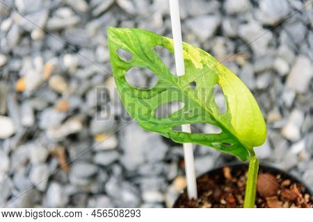 Closeup To Monstera Adansonii Aurea Variegated Giant