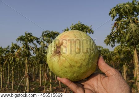 Female Holding Fresh Guava Fruit Of Light Green Color And Big Size Crunchy Guava Single. Farm Fresh 