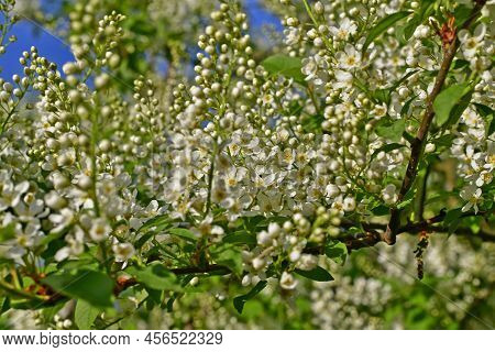 Common Bird Cherry, Or Carpal Bird Cherry, Or Bird Cherry Bird Cherry, Is A Species Of Low Trees Fro