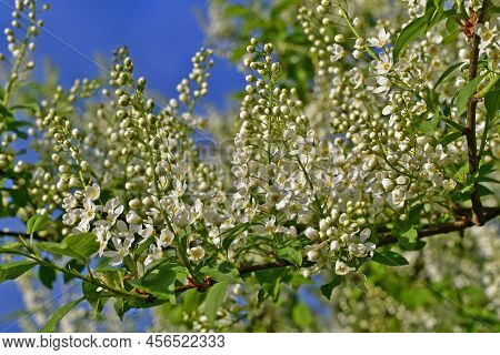 Common Bird Cherry, Or Carpal Bird Cherry, Or Bird Cherry Bird Cherry, Is A Species Of Low Trees Fro