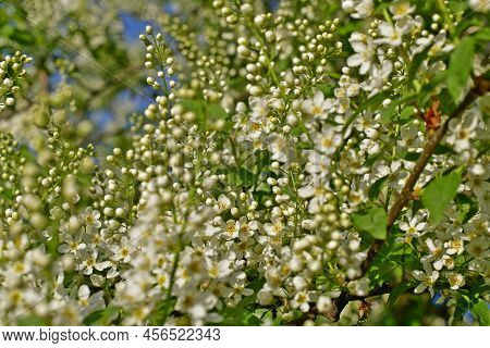 Common Bird Cherry, Or Carpal Bird Cherry, Or Bird Cherry Bird Cherry, Is A Species Of Low Trees Fro