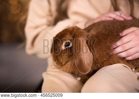 A Cute Red-haired Lop-eared Rabbit Is Sitting On The Girls Lap