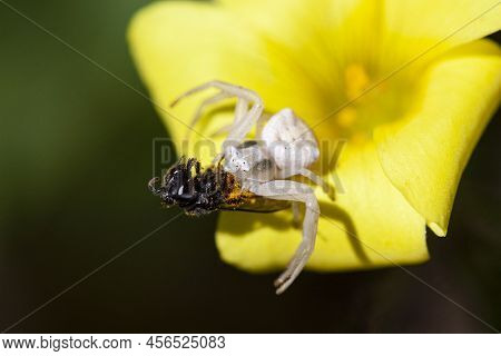 A Pale Crab Spider (genus Thomisus) On An Oxalis Flower Feeds On A Cape Honey Bee It Ambushed.