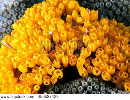 Clavelina Flava In A Shallow Reef Boracay Island Philippines