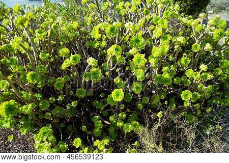 The Aeonium Balsamiferum Plant In The Wild