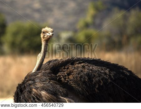 Ostrich Attentive To The Environment Of The African Savannah Of South Africa, Very Attentive To Afri