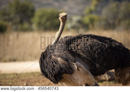 The Ostrich Is An African Animal That Lives In The Wildlife Of The Savannah In The Parks Of South Af
