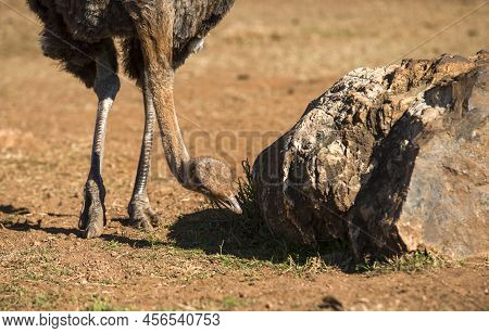 Ostriches Eating Grass And Seeds In The Wild In The African Savannah Of South Africa Is One Of The A