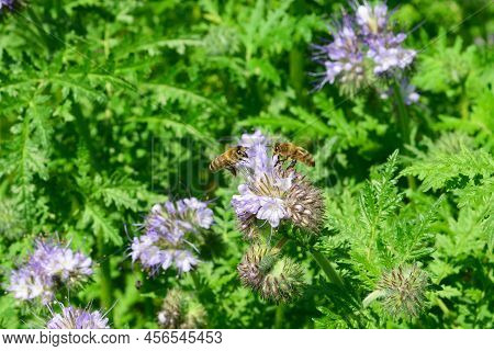 Phacelia (phacelia, Scorpionweed, Heliotrope) With Two Honey Bees.