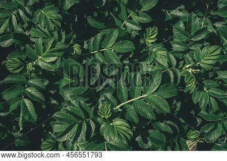 Abstract Green Leaves Of Rose Hip Background. Natural Dog-rose Textured Foliage. Dark Toned Canker R