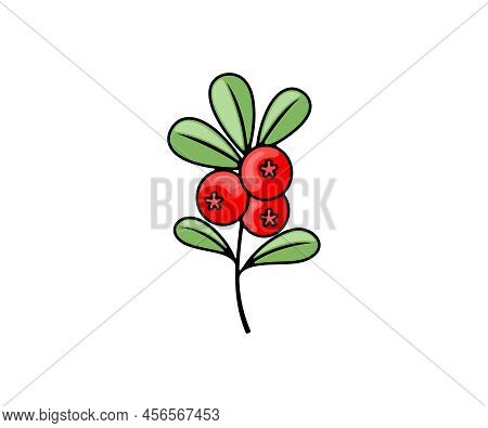 Cowberry, Lingonberry, Cranberry And Foxberry, Berries, Vector Design And Illustration. Food And Mea