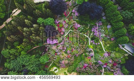 Aerial Top Down View Of Colorful Blooming Rhododendron Shrubs Among The Trees In The Oasi Zegna, Nat