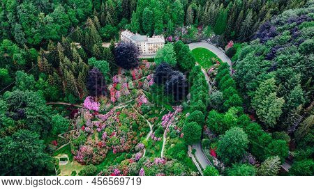 Aerial View Of Colorful Blooming Rhododendron Shrubs Among The Trees In The Oasi Zegna, Natural Area
