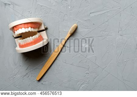 Closeup Model Of A Human Jaw With White Teeth And Toothbrush. Dentistry Conceptual Photo. Prosthetic