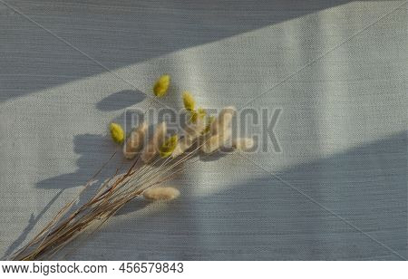 The Light In The Morning From The Window Shines On Rabbit Tail Flowers With Over Cloth Background. S