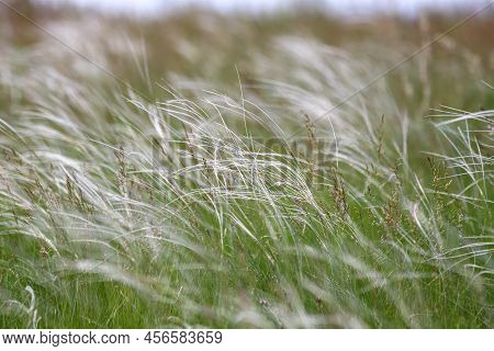 Meadow Overgrown With Feathergrass In The Windy Summer Day As A Background