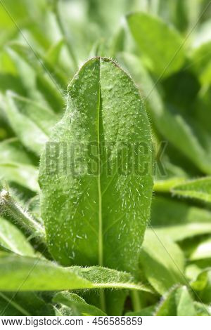 Orange Hawkweed Green Leaves In The Garden