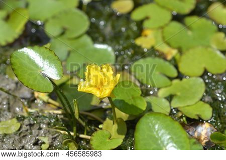 Yellow Floating Heart Flower In The Spring