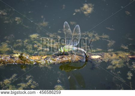 Emperor Dragon Fly On Driftwood In A Pond