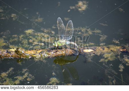 Emperor Dragon Fly On Driftwood In A Pond