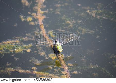 Emperor Dragon Fly On Driftwood In A Pond
