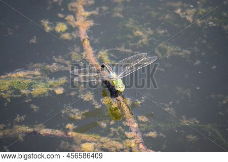 Emperor Dragon Fly On Driftwood In A Pond