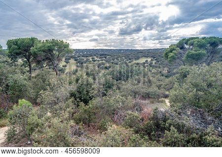 Monte El Pardo Forest In Madrid, Spain