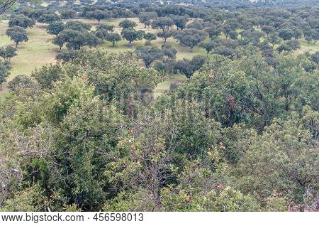 Monte El Pardo Forest In Madrid, Spain