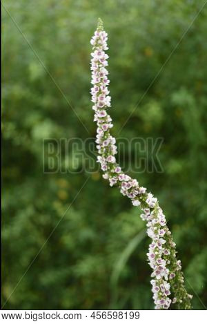 Verbascum Chaixii ( Nettle-leaved Mullein ) 'wedding Candle' Flowers. In Early Summer, A Large Numbe