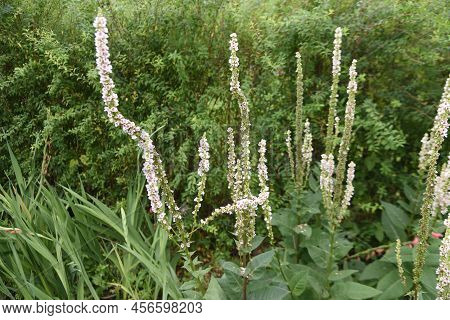 Verbascum Chaixii ( Nettle-leaved Mullein ) 'wedding Candle' Flowers. In Early Summer, A Large Numbe