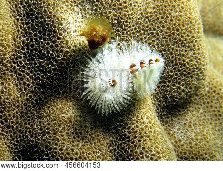 A White Christmas Tree Worm On Brown Coral Boracay Philippines