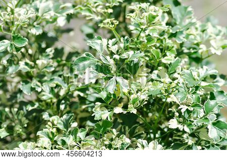Polyscias Sp, Ming Aralia Or Araliaceae Plant