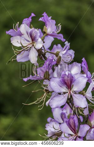 Pink Bauhinia Flowering Tree Blooming, Closeup Of Purple Orchid Tree Flowers.