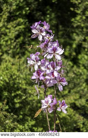 Pink Bauhinia Flowering Tree Blooming, Closeup Of Purple Orchid Tree Flowers.