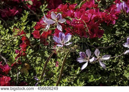 Pink Bauhinia Flowering Tree Blooming, Closeup Of Purple Orchid Tree Flowers