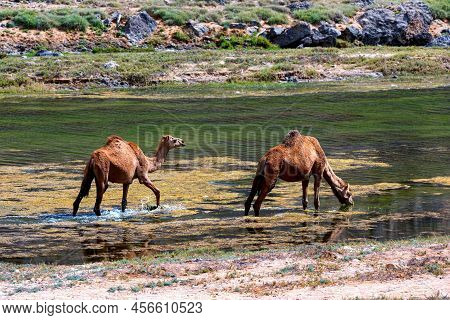 Camels In The River. Desert In Oman.