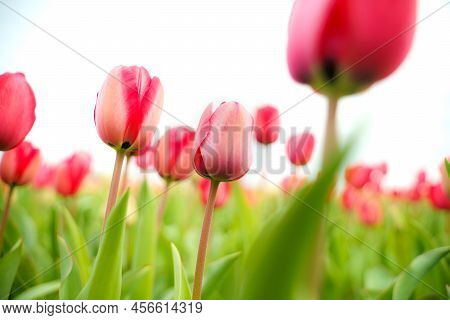 Beautiful Tulip Macro With A Red Bulbfield In The Background In Spring In Holland