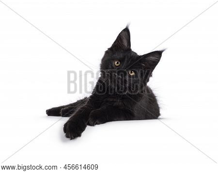 Beautiful Solid Black Maine Coon Cat Kitten, Laying Down Side Ways With Paws Hanging Relaxed Over Ed