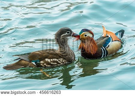 The Mandarin Duck (yuanyang) Is A Perching Duck Species Found In East Asia, The Mandarin, Widely Reg