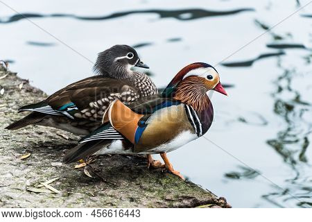 The Mandarin Duck (yuanyang) Is A Perching Duck Species Found In East Asia, The Mandarin, Widely Reg
